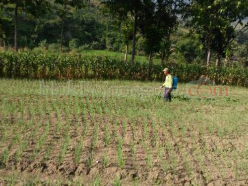 Harga Murah, Petani Bawang di Sukosewu Pilih Bawa Pulang Hasil
